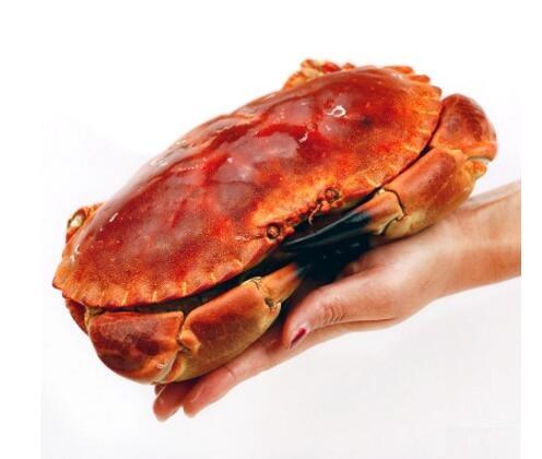 大连领鲜海产 英国面包蟹1800-2000g（两只）