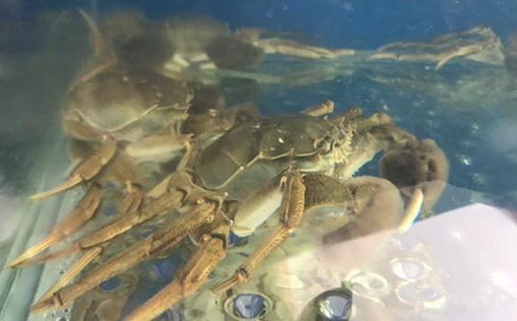 发兴行大闸蟹