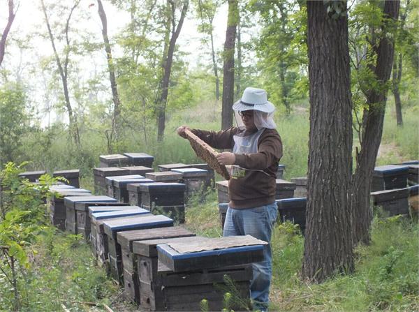 周家兄弟蜜蜂园 农家自产椴树蜂蜜