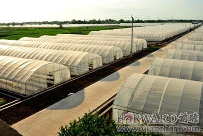 天津投资上千亿兴建6大蔬菜标准化种植产业园