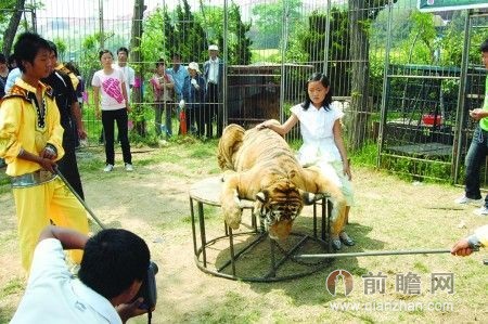 游客<em>摸</em>老虎<em>屁股</em>用烟头调戏 游客喂猴致男婴睾