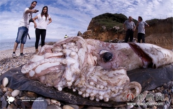 日本巨型乌贼身长8米似北海巨妖翻江倒海 可供万人食用