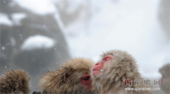 冬季到日本长野地狱谷野猿公园 看雪猴泡温泉