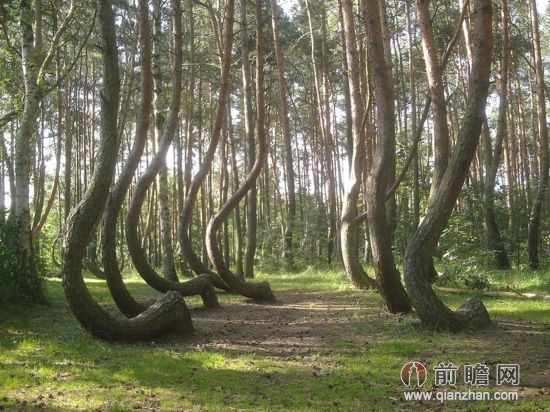 红杉国家森林 美国加利福尼亚州: 来到世界最大的森林——红杉国家森林,一切烦恼都能烟消云散。宁静远不足以描述这片巨大的土地。弯曲森林 波兰: 你可以坐在森林一角的隐秘处,品读一本钟爱的书。人们认为,这些弯曲是人造的,但是没有人确定为什么有人要制造这样的树。不过,这样的形状刚好让游客舒舒服服地坐下来。古山毛榉林 斯洛伐克: 步行穿过古山毛榉林,这是原始大自然极好的范例,充分展示了生态系统过去是怎样伸展传播的,以及欧洲的山毛榉树是怎样演变的。