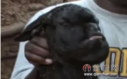 羊交配男子吃醋强奸母羊获刑