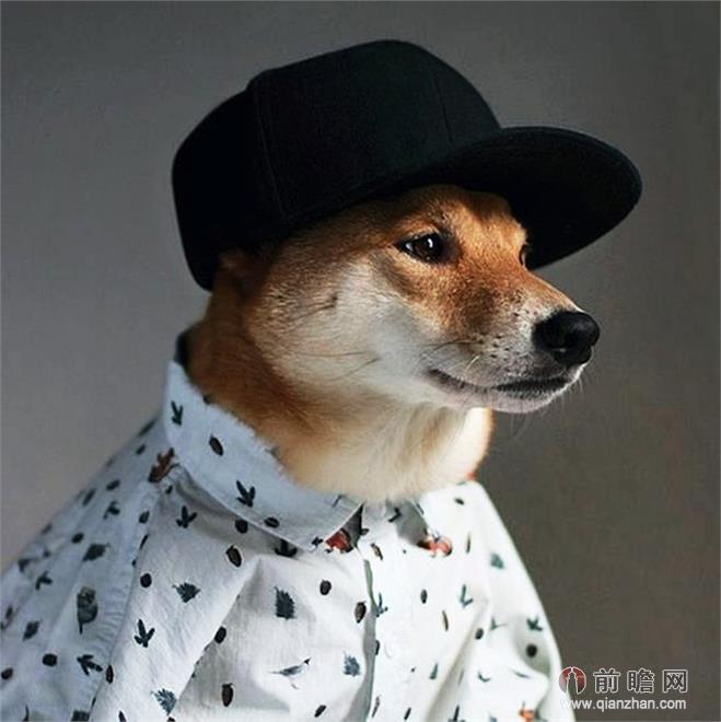 柴犬 菩提图片