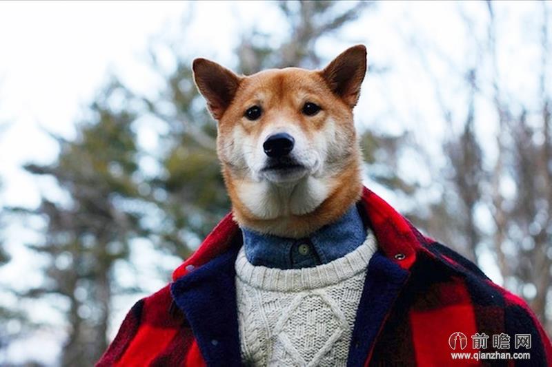 柴犬 菩提图片
