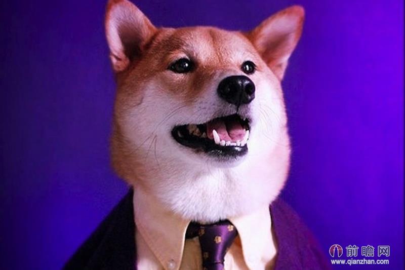 柴犬 菩提图片