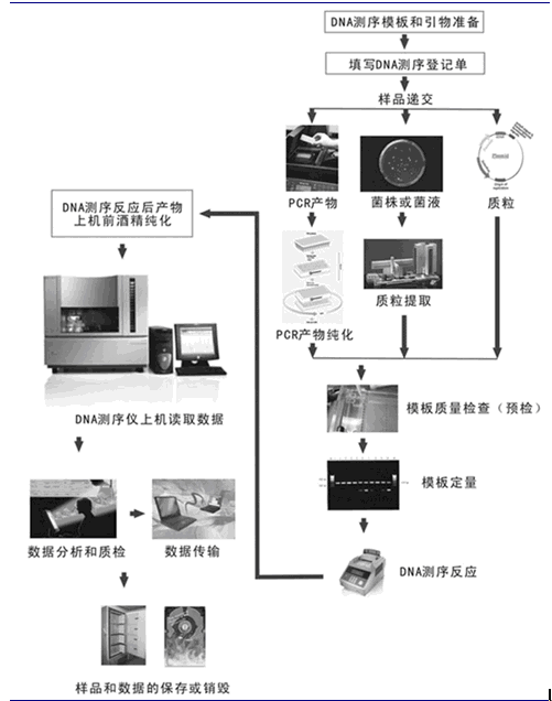 全球dna测序