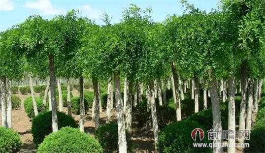 2014年绿化苗木行业发展趋势 苗木市场未来前