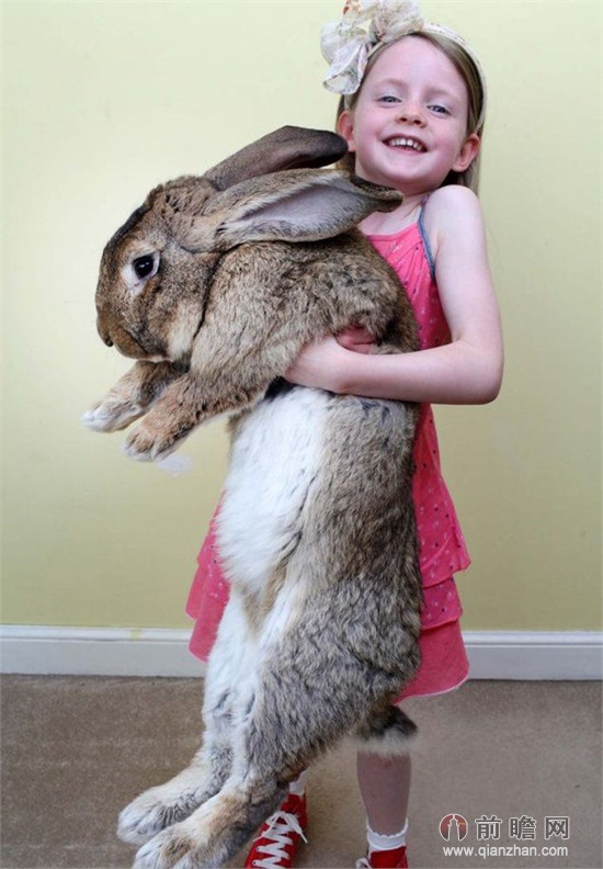 世界最大兔子体长超1.22米 体型巨大狗狗见了