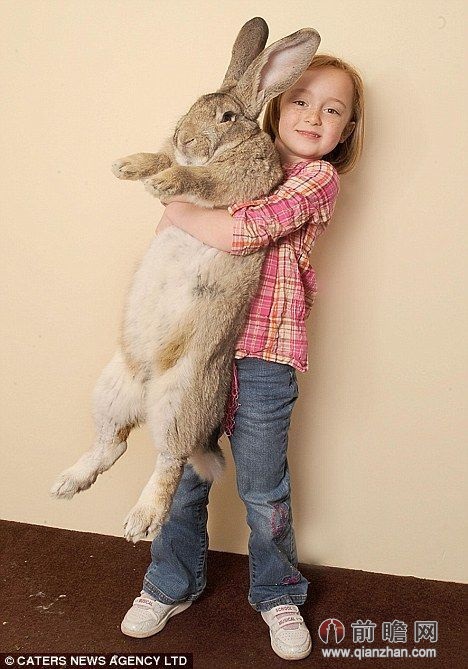 世界最大兔子体长超1.22米 体型巨大狗狗见了