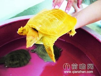 鱼商收购黄金甲鱼通体金黄色 网友:土鳖穿金