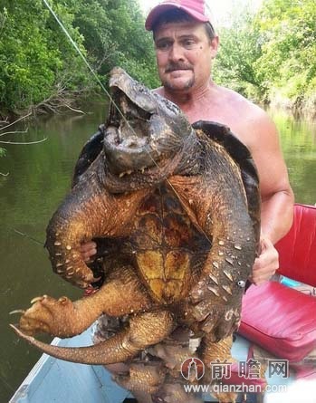 美国男子一钓成名 捕获史前生物大鳄龟后将其放生