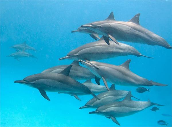 地球上最聪明的动物可能为海豚 仅次于人类_前