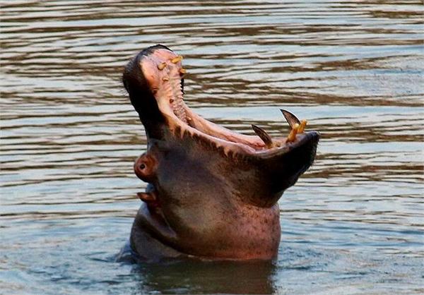 河马遭两头猛狮围攻 下水逃脱后仰天大笑嘲讽旱狮子_前瞻资讯 - 前瞻网