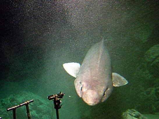 据悉,这只怪鲨像的水滴鱼,身长约3公尺