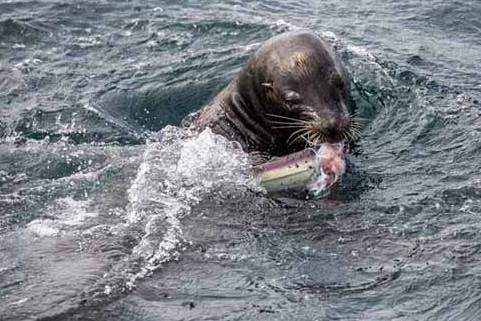 凶猛鲨鱼被海狮吃 五头海狮围攻一只鲨鱼开饭