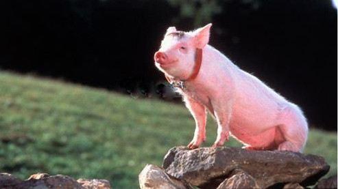 从养殖能手到振兴“头雁”