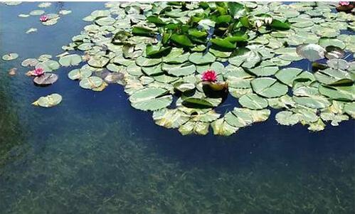 黑臭水体治理现状分析 未来整治任务艰巨_研究