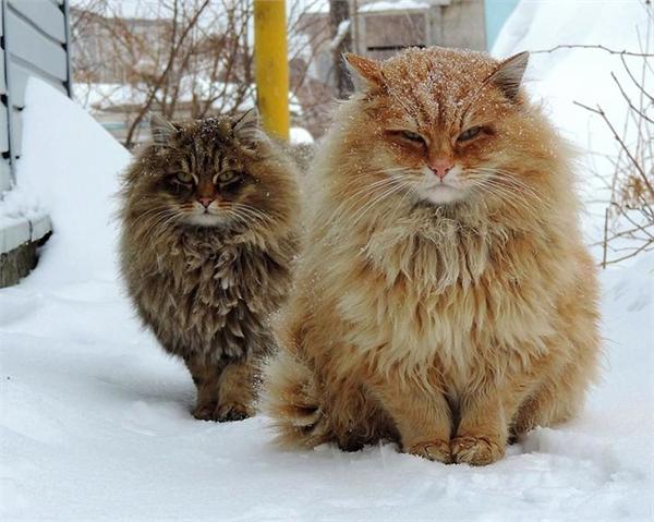 西伯利亚农场成猫岛喵星人雪中漫步蓬毛可耐零下15度低温