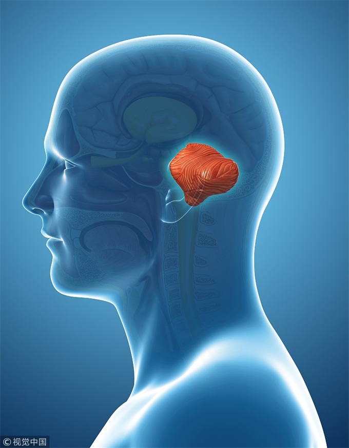 小脑作用不"小":探究小脑对人认知和行为的影响
