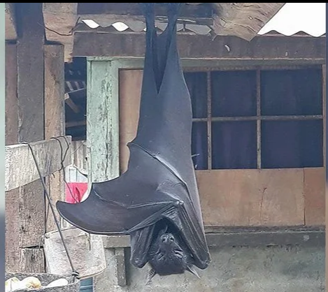 菲律宾巨型蝙蝠走红网络体型足有成人大小被视为埃博拉病毒宿主