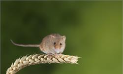 重大突破！科学家在小鼠身上发现一种延长寿命的激素