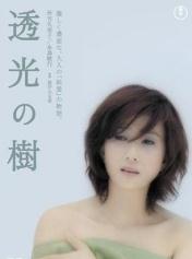 透光的树