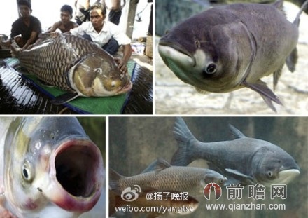 美国封杀亚洲鲤鱼斥资180亿耗时25年 网友:就近开中餐馆