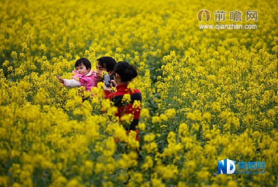 珠海莲洲油菜花打造观光农业 两天10万游客用眼睛感受春天