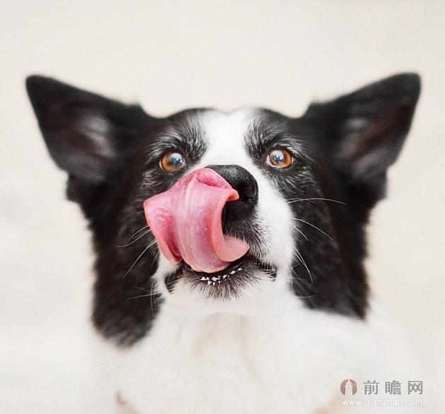 萌狗狗遭主人恶搞逗趣无限