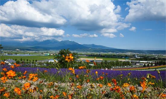 徜徉花海 夏之北海道自由行旅游攻略