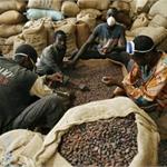 巧克力制造商原料快没了 全球巧克力价格或将上涨