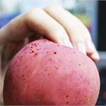 吓人！热水洗后苹果渗血滴 打蜡的苹果千万别买