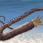 1.28亿年前菊石生物外形重塑 突起体长13厘米