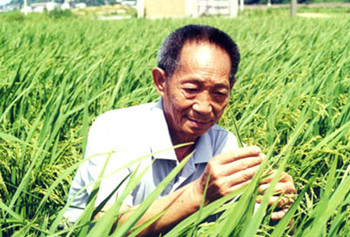 袁隆平晚节不保？超级水稻颗粒无收