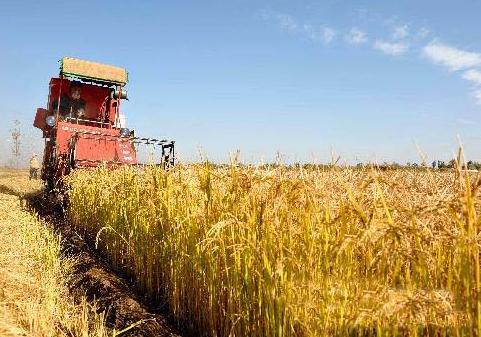 谁将扮演今年夏粮收购的主体角色?