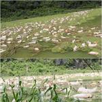 1.6万死猪漂水面 洪水过后浮尸<em>满</em><em>江</em>