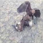 雕<em>狼</em>大战谁更强？两只雕擒住<em>狼</em>后疯狂撕咬 <em>狼</em>竟无力反抗