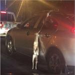 将狗挂车窗外遭谴责 车主回应怕弄脏车向公众道歉