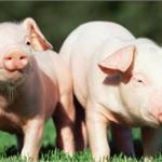 国内生猪价格跌势渐稳 成本持续下滑生猪养殖业被看好