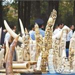 中国取缔象牙合法贸易 象牙价格在中国大幅下跌65%