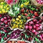 花卉市场“降温” 产业面临不少挑战