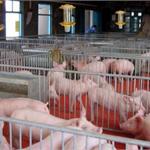 生猪养殖行业趋势分析 市场洗牌加剧