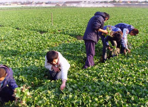 无锡阳山东方田园水蜜桃基地案例