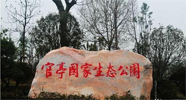 肥西县“官亭林海”