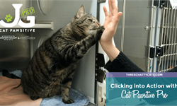 萌化了！美国发起“猫咪击掌”活动 视频超有爱呼吁人们关爱流浪猫