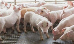 生猪养殖行业现状分析 猪价低迷加速行业洗牌