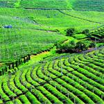中国现代农业发展前景 农业转型助力经济发展
